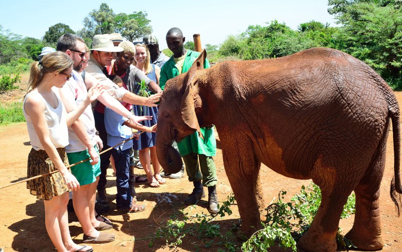 Daphne And David Sheldricks Elephant And Rhino Orphanage Tour Poa Sana Safaris 